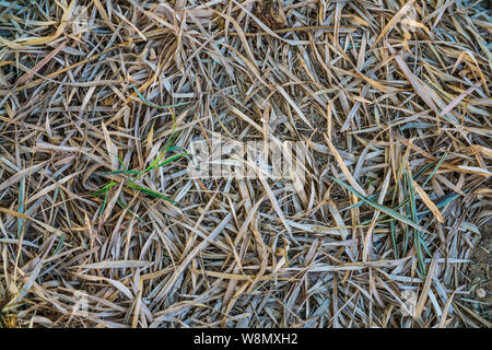 dried bamboo leaves on the floor Stock Photo