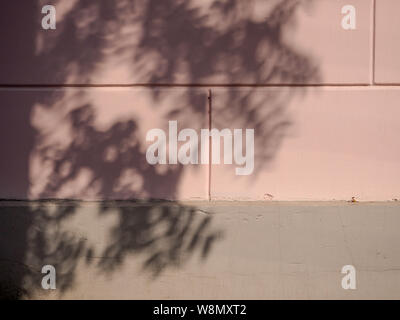 Solar glare and shadows on the wall from the leaves. Stock Photo