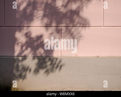 Solar glare and shadows on the wall from the leaves. Stock Photo