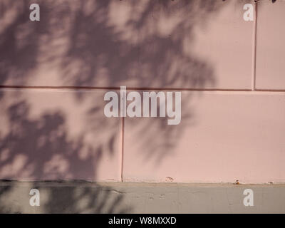 Solar glare and shadows on the wall from the leaves. Stock Photo