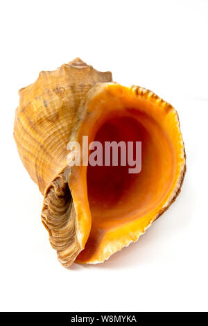 Seashell on a white background Stock Photo