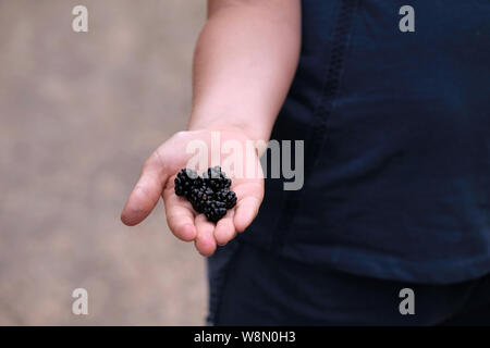 A young child holding out her hand. She has four large juicy blackberries in the palm of her hand, freshly picked whilst on a summer walk Stock Photo