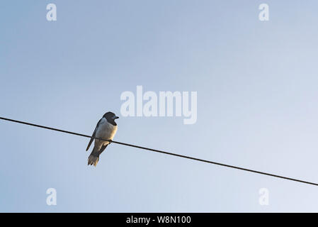 A Pied Butcherbird (Cracticus nigrogularis) sits on an electricity wire on an early winter morning in the Hunter Valley, New South Wales, Australia Stock Photo