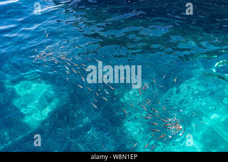 Group of fish eating food in the sea view on the boat Stock Photo - Alamy