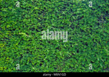 Closeup fresh green christmas leaves, branches of thuja trees on green background. Thuya twig occidentalis, evergreen coniferous tree. Chinese thuja. Stock Photo