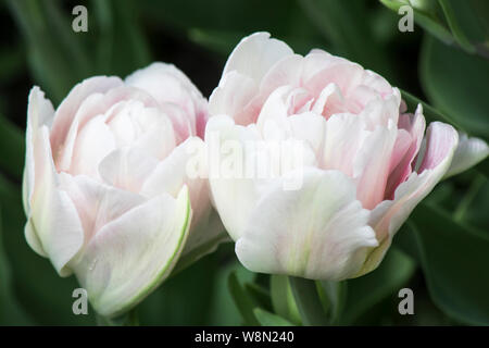 Two white-pink tulips against the background of green leaves in the garden after the rain. Stock Photo