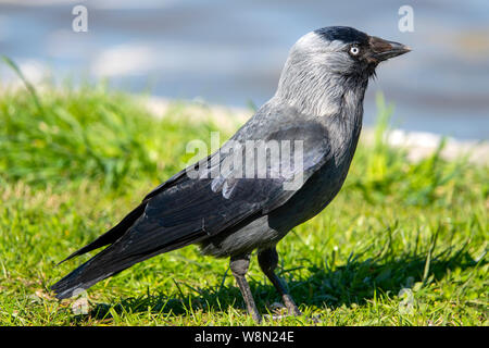 Close up of an adult Western jackdaw (Coloeus monedula) Stock Photo