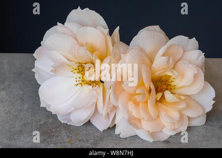 isolated pair of yellow white rose blossoms macro,gray concrete stone background, color fine art still life closeup of two blooms,detailed texture Stock Photo