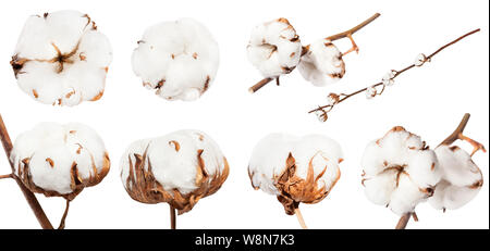 Natural Cotton Branch with Seven Cotton Boll on Vertical Image