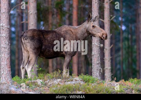 A wild female moose or elk in a forest in Sweden, July 2019 Stock Photo