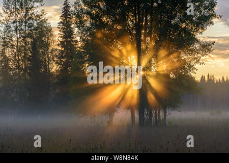 Birch tress in fog with sun rays shining through the branches Stock Photo