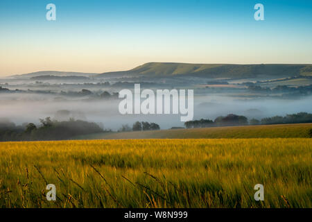 Looking over cornfields to early morning mist rising in the weald between Beddingham Hill and Firle Beacon, East Sussex 6 Stock Photo
