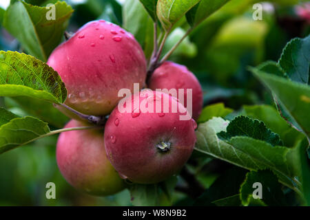 Ripe Red Apples Wet From Waterdrops On Tree Stock Photo