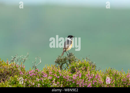 Stonechat, Scientific name: Saxicola rubicola, Male Stonechat perched in colourful moorland habitat with blooming purple heather. Facing right.  Clea Stock Photo