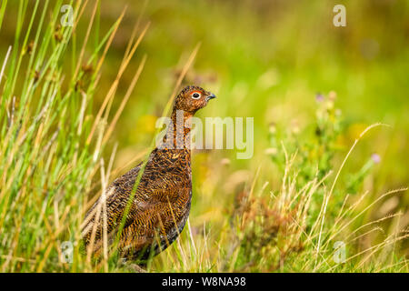Red Grouse male stood in natural moorland habitat with grasses and reeds.  Facing right.  Blurred, green background. Landscape. Space for copy. Stock Photo