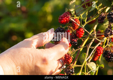 freshly picked from the bush blackberry held in a woman's hand Stock Photo