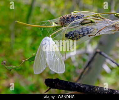 A white satin moth, Leucoma salicis, a destructive moth that resides in the Pacific Northwest. Caterpillars eat the leaves of poplar, aspen, willow, a Stock Photo