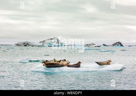 a seal relaxing on a floating iceberg on the Jokulsarlon glacier lake in Iceland Stock Photo