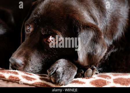 Head shot portrait of a 11 year old chocolate Labrador Retriever Dog Stock Photo