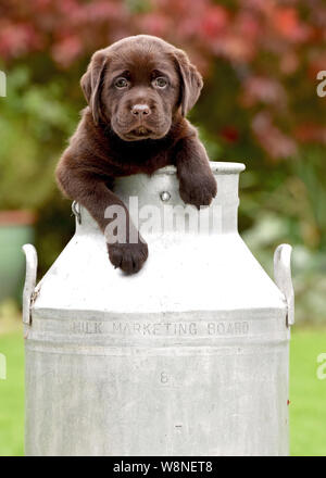 Milk for shop labrador puppy