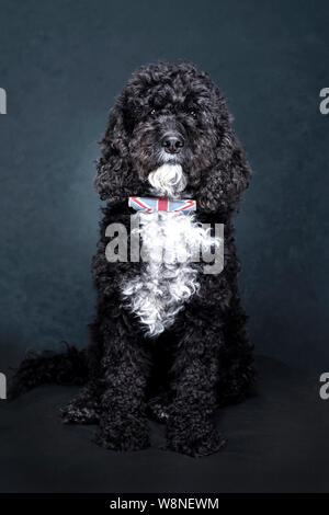 Studio Portrait of a Cockapoo Dog Stock Photo