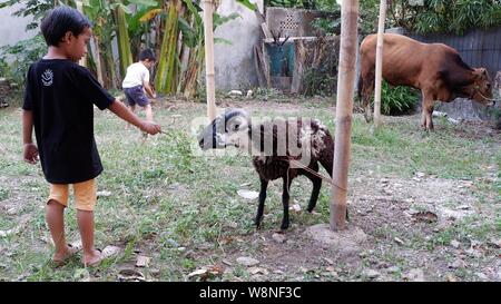A boy try to feed a sheep that tied up to a pole.
