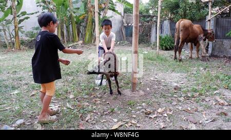 Two boy try to feed a sheep that tied up to a pole.