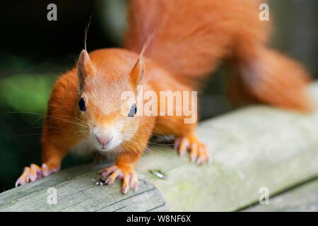 Red Squirrel At the British Wildlife Centre Stock Photo