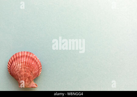 Different shells isolated on a blue background Stock Photo