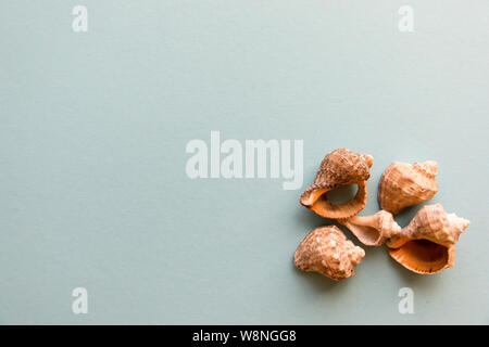 Different shells isolated on a blue background Stock Photo