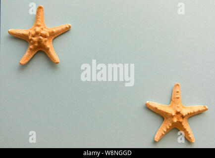 Different shells isolated on a blue background Stock Photo