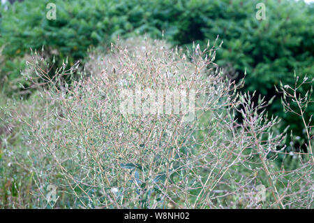 close-up of a hawk weed plant in summer meadow with wilted flowers Stock Photo