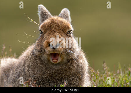 Close Up Mountain Hare (Lepus timidus) Scottish Highlands in Summer Stock Photo