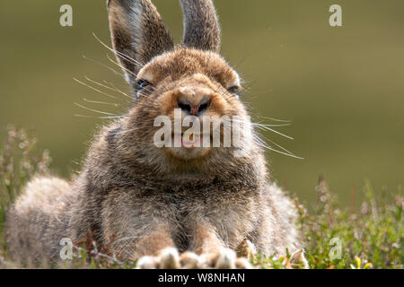 Close Up Mountain Hare (Lepus timidus) Scottish Highlands in Summer Stock Photo