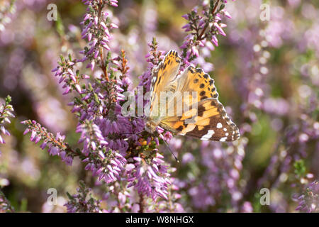 Painted lady butterfly (Vanessa cardui), a long-distance migrant insect, on heather in Surrey, UK.