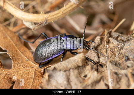 Violet ground beetle (Carabus violaceus) in Surrey, UK Stock Photo