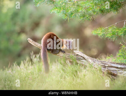 Female Pine Marten (Martes martes) perched on fall tree in pine forest Stock Photo