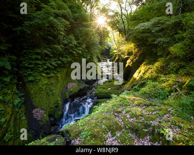 Cascading river with sun shining through thick forest Stock Photo