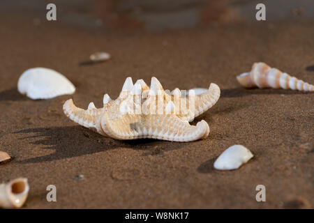 Dried specimen of Knobby Starfish on wet sand on beach at sunrise. Horned Sea Star. Chocolate Chip Sea Star. Protoreaster nodosus, Class Asteroidea. Stock Photo