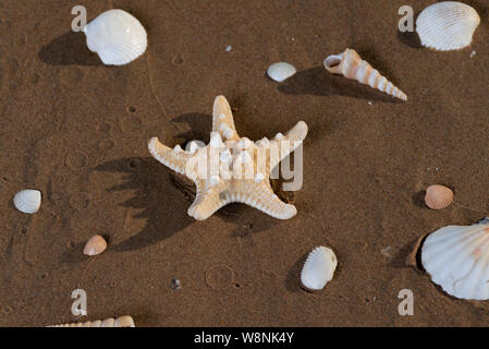 Dried specimen of Knobby Starfish on wet sand on beach at sunrise. Horned Sea Star. Chocolate Chip Sea Star. Protoreaster nodosus, Class Asteroidea. Stock Photo