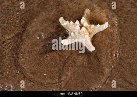 Dried specimen of Knobby Starfish on wet sand on beach at sunrise. Horned Sea Star. Chocolate Chip Sea Star. Protoreaster nodosus, Class Asteroidea. Stock Photo