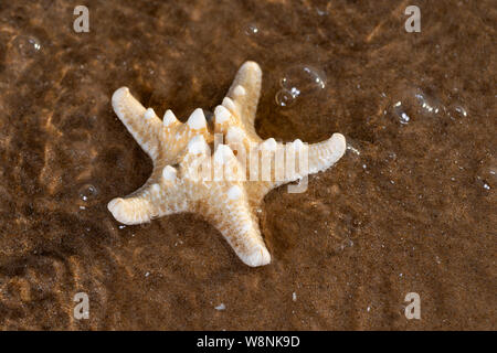 Dried specimen of Knobby Starfish on wet sand on beach at sunrise. Horned Sea Star. Chocolate Chip Sea Star. Protoreaster nodosus, Class Asteroidea. Stock Photo