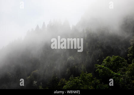 Trees on mountain disappearing in autumn fog Stock Photo