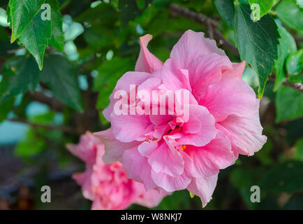 Hibiscus Syriacus Ardens or Deciduous Hibiscus with  green leaves , pink flowering plants growing in subtropical and tropical regions in the world. Vi Stock Photo