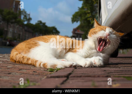 Lying red white cat is yawning and showing his sharp teeth Stock Photo