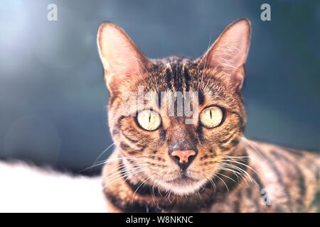 Close up portrait of a bengal cat looking at camera. Stock Photo