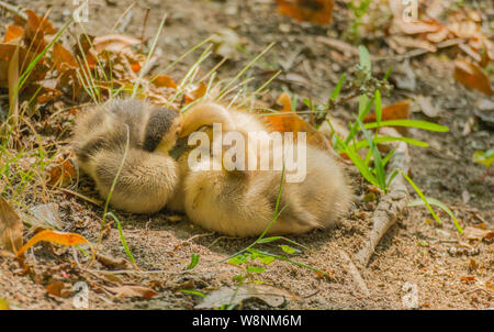 ducklings sleeping together in the sun on the river bank Stock Photo