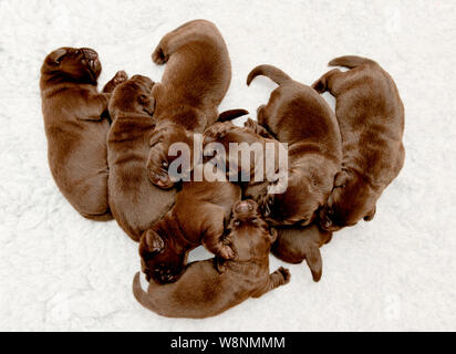 A litter of two weeks chocolate Labrador puppies Stock Photo