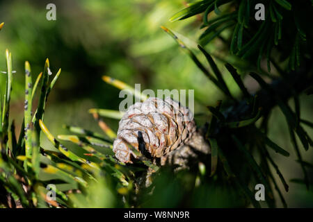 Red Pine Tree with small seed cones at a sunny summer day. Pinus Resinosa from Pinaceae Family, native to North America. Norway Pine. Stock Photo