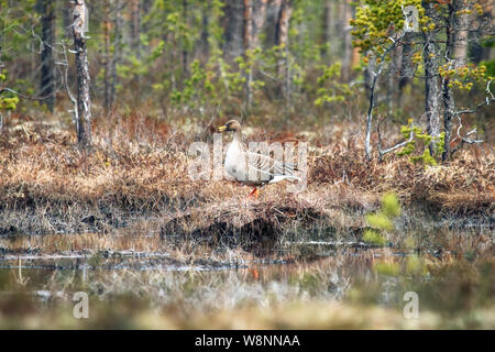 Forest-breeding bean goose (Anser fabalis fabalis) subspecies. This goose is easy to penetrate into the woods, which is unusual for other lowland gees Stock Photo